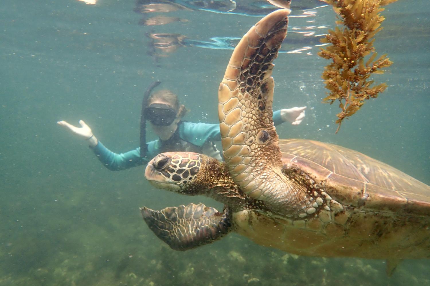 一名<a href='http://ekld.ecedu.net'>bv伟德ios下载</a>学生在Galápagos群岛游学途中与一只巨龟游泳.